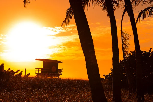 Miami anda — Stockfoto