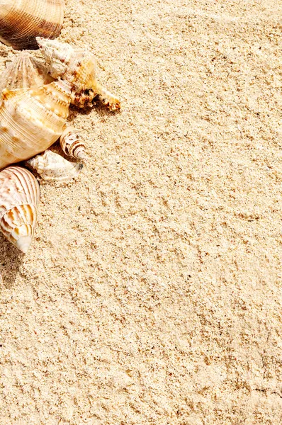 Starfish on the Beach — Stock Photo, Image