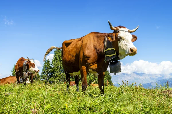 Alpine cows — Stock Photo, Image