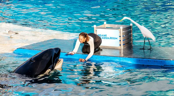 Meerwasseraquarium miami, floride — Stockfoto