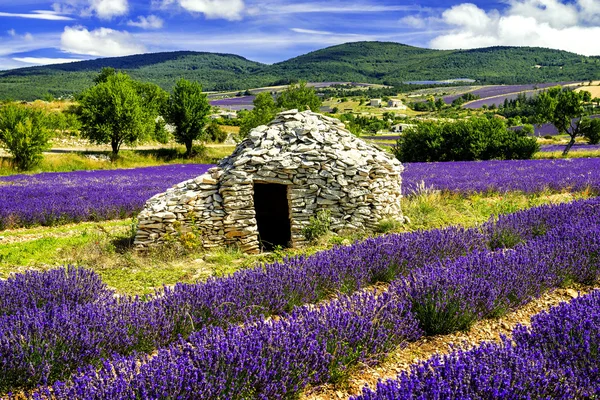 Campo di lavanda. — Foto Stock