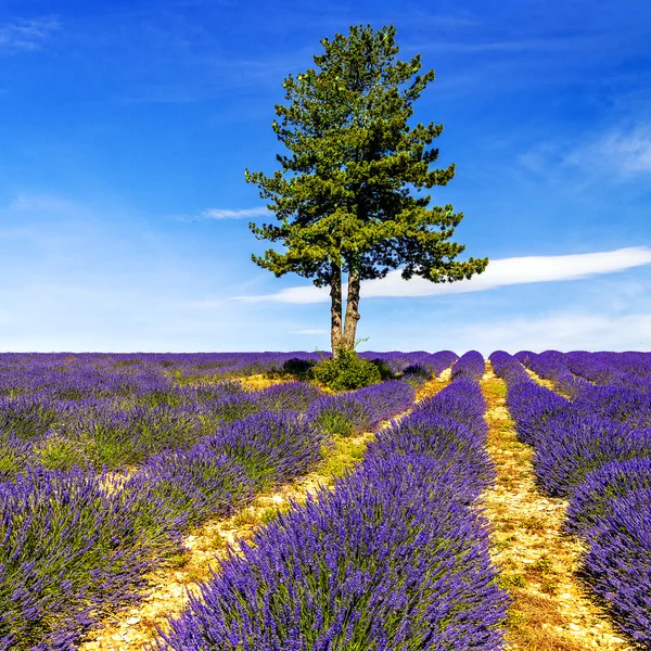 LAVENDER EN SUR DE FRANCIA — Foto de Stock