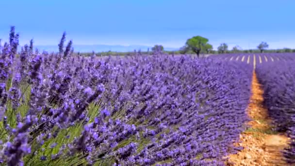 Lavendel i landskapet — Stockvideo