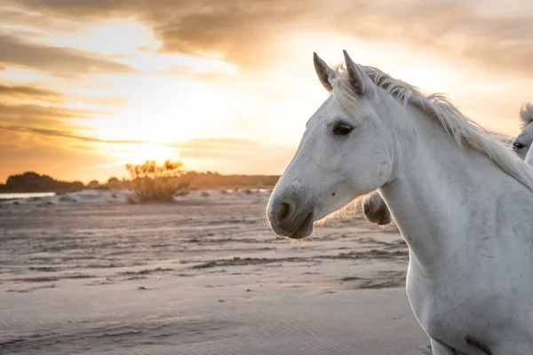 Cavalli Bianchi Camminano Acqua Tutto Mare Camargue Francia — Foto Stock