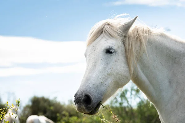 Λευκά Άλογα Στο Camargue Γαλλία Κοντά Στο Les Salines Γαλλία — Φωτογραφία Αρχείου