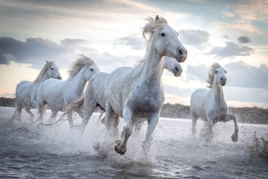 Herd of white horses running through the water. Image taken in Camargue, France.