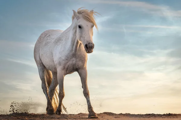 Bílý Kůň Prochází Pláži Camargue Francie — Stock fotografie