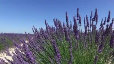 provence, lavanta alanına yakın sault, Fransa 