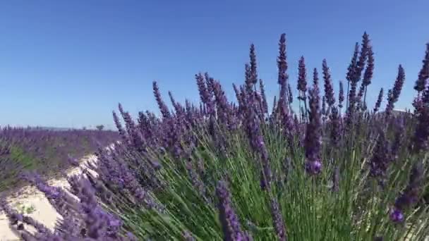 Provence Lavanta Alanına Yakın Sault Fransa — Stok video