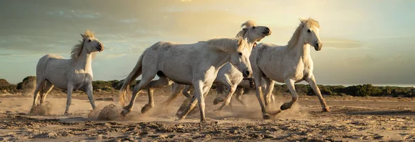 白い馬の群れは 水を介して実行している フランスのカマルグで撮影した画像 — ストック写真