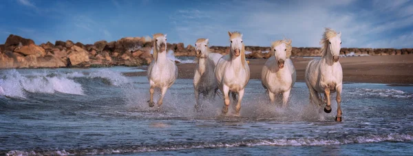 프랑스 백마들이 뛰어오르고 — 스톡 사진