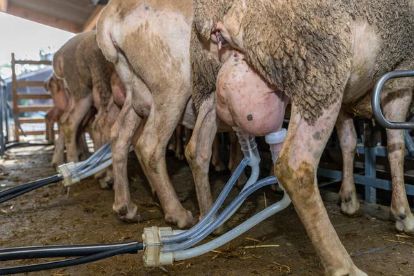 Schafmelken Auf Dem Bauernhof Südfrankreich — Stockfoto