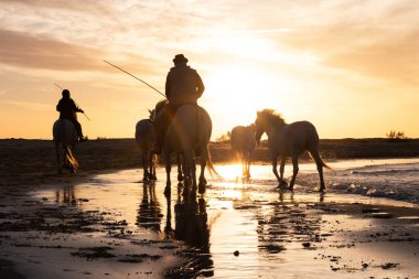 Camargue, Fransa 'da denizlerde beyaz atlar yürüyor..