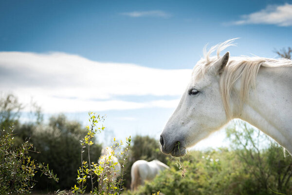 white horses in Camargue, France near Les salines, France