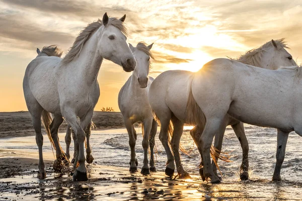 Białe Konie Chodzą Wodzie Całym Morzu Camargue Francja — Zdjęcie stockowe