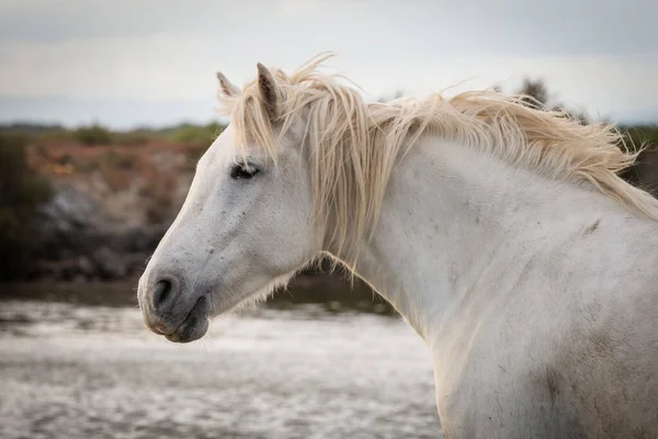 Una Mandria Cavalli Bianchi Che Scorre Nell Acqua Immagine Scattata — Foto Stock