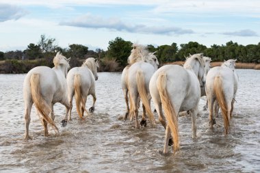 Beyaz atlar Fransa 'nın Camargue şehrinde denizin her yerinde geziyorlar..