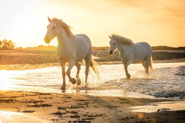 Cavalos Brancos Estão Andando Água Por Todo Mar Camargue França — Fotografia de Stock
