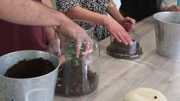 Mooi Terrarium Van Planten Bij Een Bloemist — Stockvideo