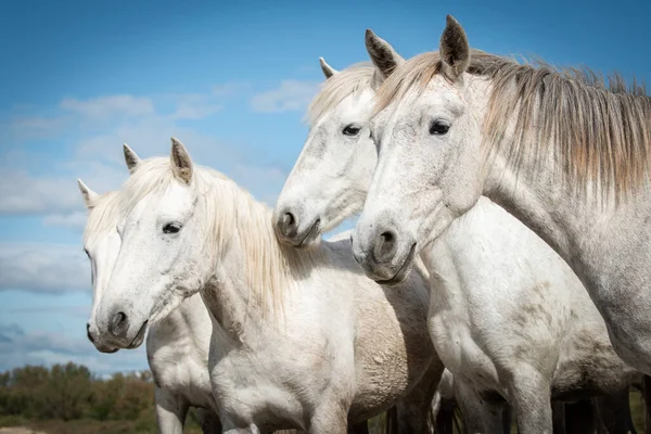 Witte Paarden Camargue Frankrijk Bij Les Salines Frankrijk — Stockfoto