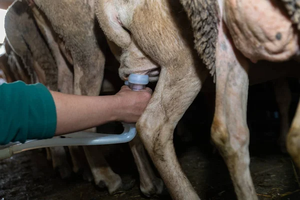 Schafmelken Auf Dem Bauernhof Südfrankreich — Stockfoto