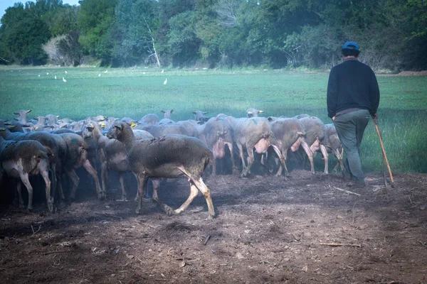Gregge Pecore Campo Accompagnato Dal Loro Custode Dal Suo Cane — Foto Stock