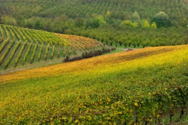Barolo şarap bölgesi, Langhe, Piedmont, İtalya