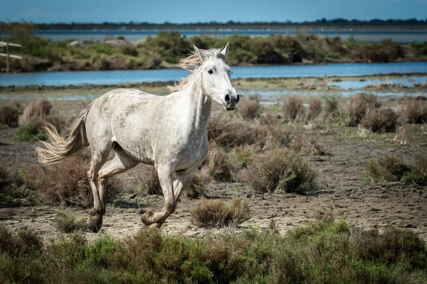 Camargue França Abril 2019 Cavalos Brancos Dois Guardiões Estão Andando Fotos De Bancos De Imagens