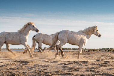 Beyaz atlar Fransa 'nın Camargue şehrinde denizin her yerinde geziyorlar..