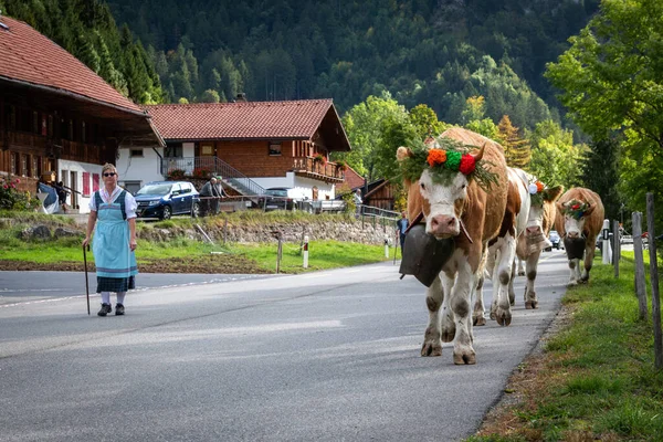 Charmey Fribourg Švýcarsko Září 2019 Zemědělci Stádem Krav Každoročním Přesunu — Stock fotografie