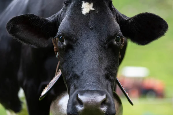 Głowa Cudownej Czarnej Krowy Polu — Zdjęcie stockowe