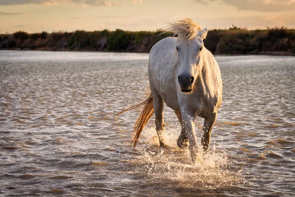 Cavalos Brancos Estão Correndo Água Todo Mar Camargue França — Fotografia de Stock