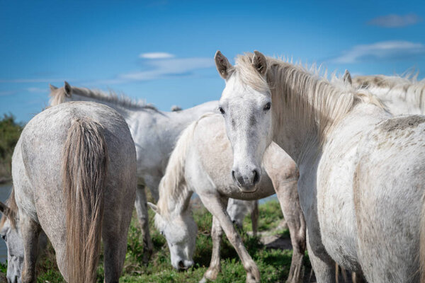 Белые лошади в Камарге, Франция, недалеко от Les salines, Франция
