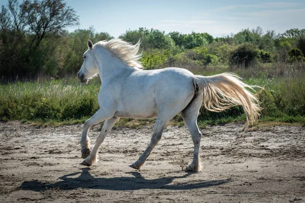 Camargue França Abril 2019 Cavalos Brancos Dois Guardiões Estão Andando — Fotografia de Stock