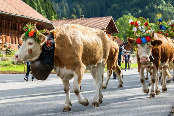 Vaches Transhumance Annuelle Charmey Près Gruyères Zone Fribourgeoise Sur Les — Photo