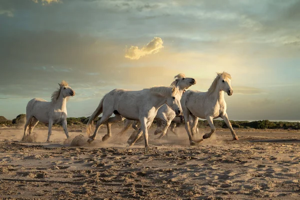 Beyaz Atlar Fransa Nın Güneyindeki Camargue Topraklarında Kumların Üzerinde Yürüyorlar — Stok fotoğraf