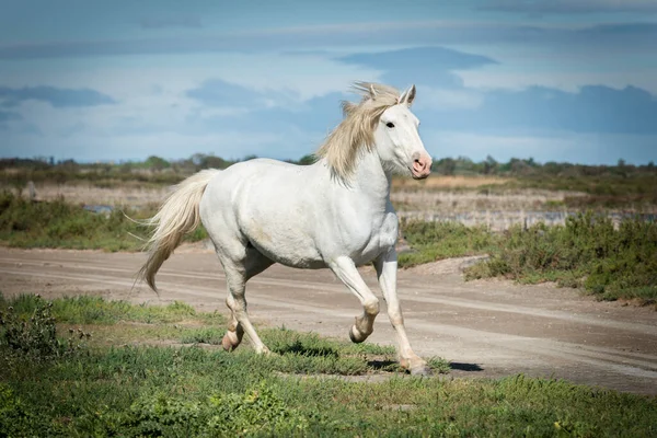 Cavalos Brancos Estão Caminhando Terra Camargue Camargue França — Fotografia de Stock