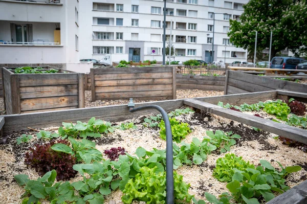 野菜の容器をガーデニング テラスの菜園 都市部のコンテナで育つサラダ — ストック写真