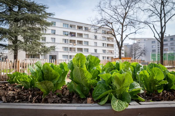 Jardinage Récipient Légumes Potager Sur Terrasse Salades Croissantes Dans Conteneur — Photo