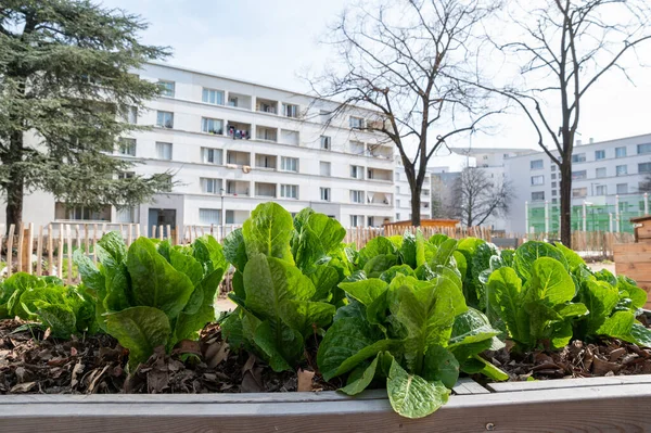 Jardinage Récipient Légumes Potager Sur Terrasse Salades Croissantes Dans Conteneur — Photo