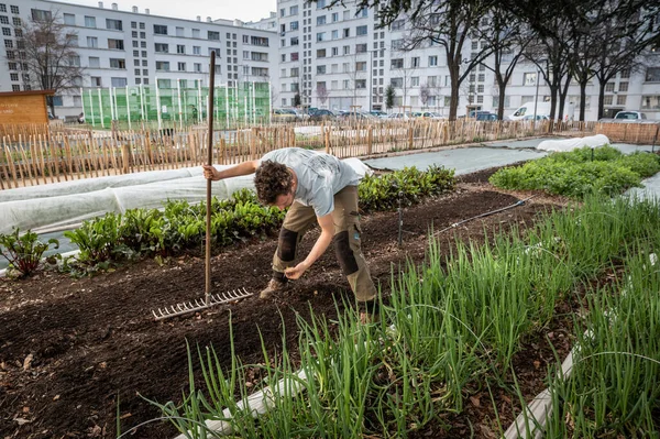 Philippe Stadsträdgårdsmästare Sår Frön Marken Sin Stadsodling Nära Byggnader — Stockfoto