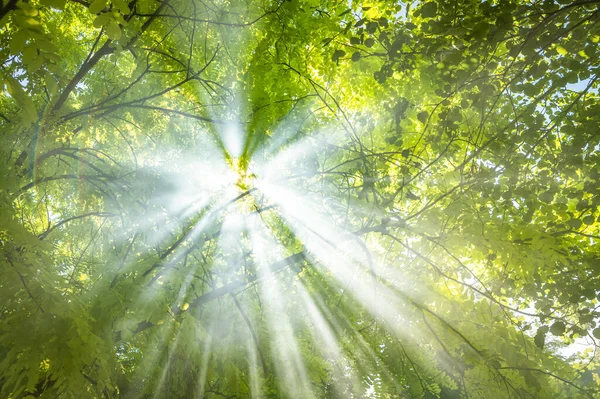 Landschaftlich Reizvoller Wald Aus Frischen Grünen Laubbäumen Umrahmt Von Blättern — Stockfoto