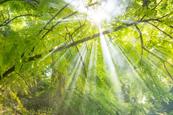 Bosque Escénico Árboles Caducifolios Verdes Frescos Enmarcados Por Hojas Con — Foto de Stock