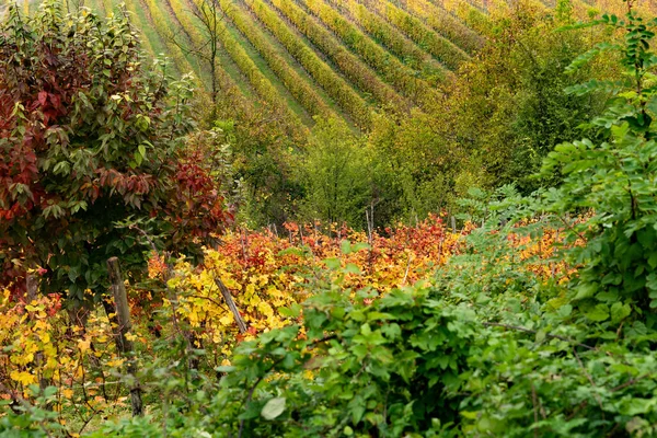 意大利皮埃蒙特Langhe Barolo葡萄酒区 — 图库照片