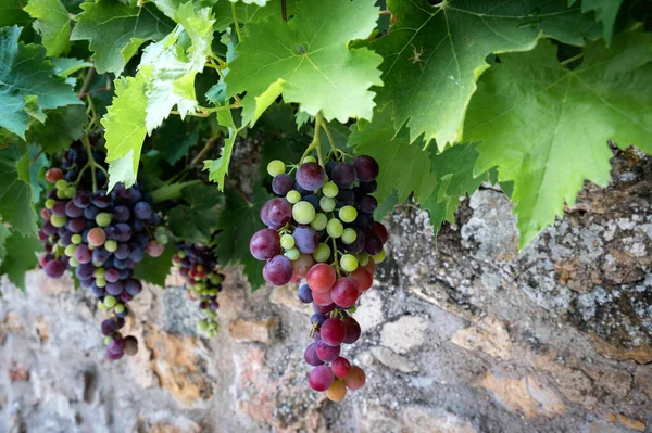 Разноцветная Виноградная Лоза Перед Типичной Стеной Франции — стоковое фото