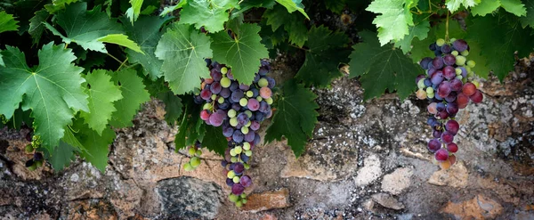 Разноцветная Виноградная Лоза Перед Типичной Стеной Франции — стоковое фото