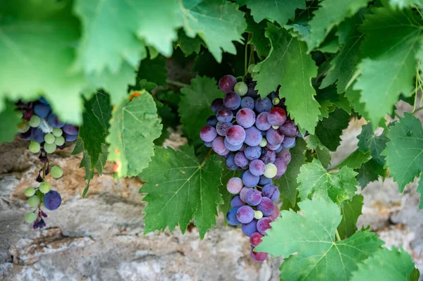 Mixed Colored Grape Vine Front Typical Wall France — Fotografia de Stock