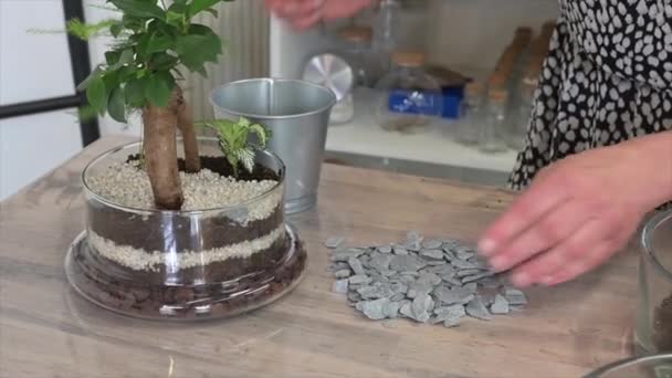 Tillverkning Ett Terrarium Med Växter — Stockvideo