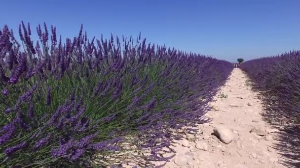 Campo Lavanda Plateau Valensole Provence França — Vídeo de Stock