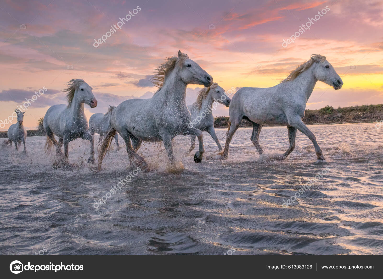 Flokk Hvite Hester Som Løper Gjennom Vannet Bilde Tatt Camargue – stockfoto  © ventdusud #613083126, image size:1600x1167